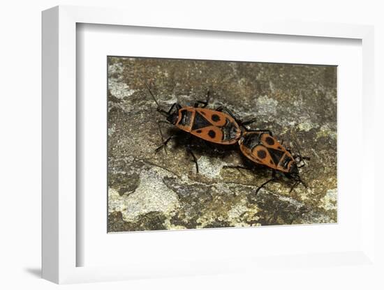 Pyrrhocoris Apterus (Firebug) Mating-Paul Starosta-Framed Photographic Print