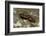 Pyrrhocoris Apterus (Firebug) Mating-Paul Starosta-Framed Photographic Print