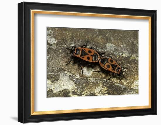 Pyrrhocoris Apterus (Firebug) Mating-Paul Starosta-Framed Photographic Print