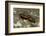 Pyrrhocoris Apterus (Firebug) Mating-Paul Starosta-Framed Photographic Print