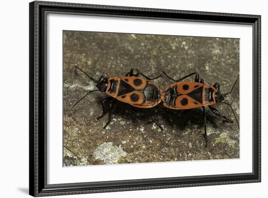 Pyrrhocoris Apterus (Firebug) Mating-Paul Starosta-Framed Photographic Print