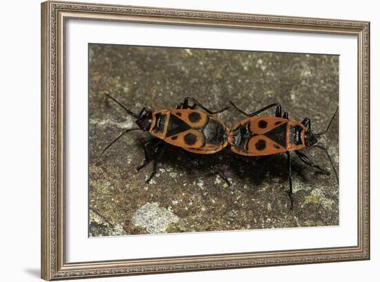 Pyrrhocoris Apterus (Firebug) Mating-Paul Starosta-Framed Photographic Print