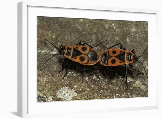 Pyrrhocoris Apterus (Firebug) Mating-Paul Starosta-Framed Photographic Print