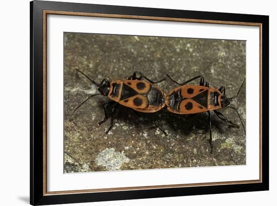 Pyrrhocoris Apterus (Firebug) Mating-Paul Starosta-Framed Photographic Print