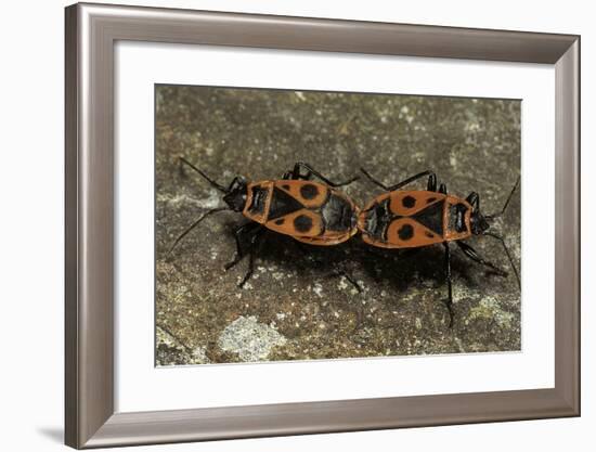 Pyrrhocoris Apterus (Firebug) Mating-Paul Starosta-Framed Photographic Print