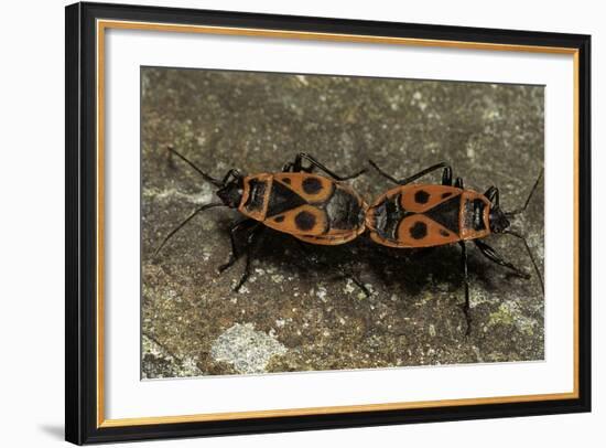 Pyrrhocoris Apterus (Firebug) Mating-Paul Starosta-Framed Photographic Print