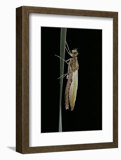 Pyrrhosoma Nymphula (Large Red Damselfly) - Emerging-Paul Starosta-Framed Photographic Print