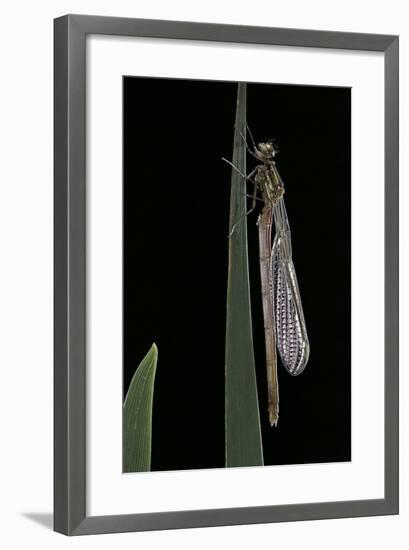 Pyrrhosoma Nymphula (Large Red Damselfly) - Emerging-Paul Starosta-Framed Photographic Print