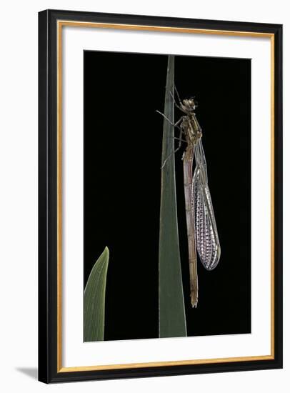 Pyrrhosoma Nymphula (Large Red Damselfly) - Emerging-Paul Starosta-Framed Photographic Print