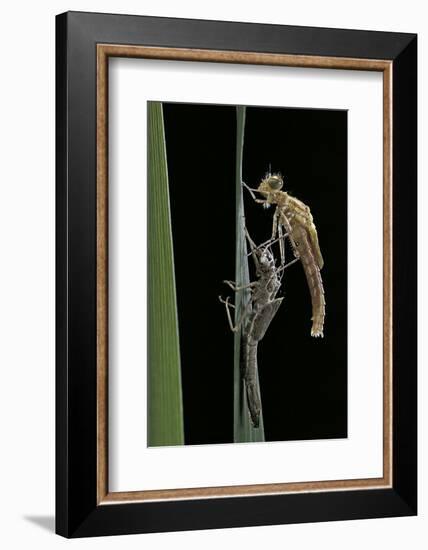 Pyrrhosoma Nymphula (Large Red Damselfly) - Emerging-Paul Starosta-Framed Photographic Print