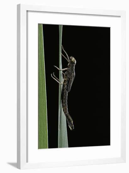 Pyrrhosoma Nymphula (Large Red Damselfly) - Emerging-Paul Starosta-Framed Photographic Print