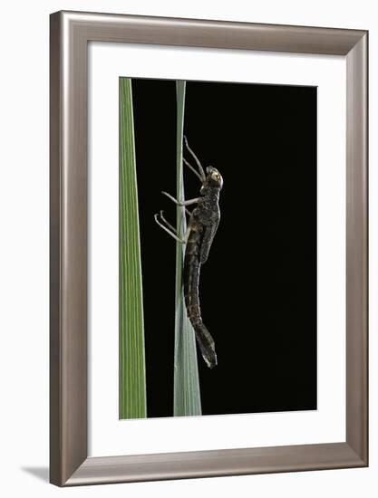 Pyrrhosoma Nymphula (Large Red Damselfly) - Emerging-Paul Starosta-Framed Photographic Print