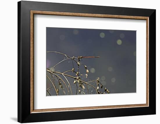 Pyrrhosoma Nymphula (Large Red Damselfly)-Paul Starosta-Framed Photographic Print