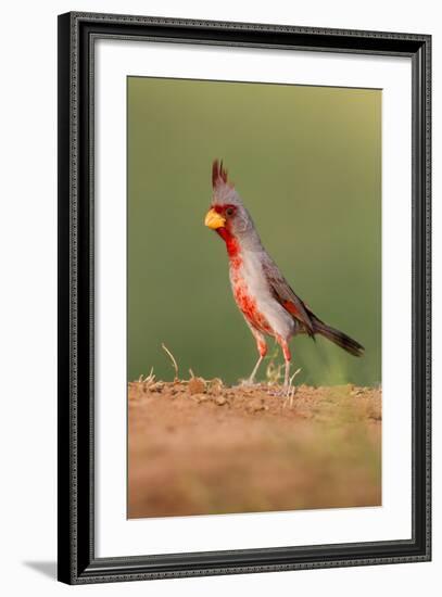 Pyrrhuloxia (Cardinalis Sinuatus) Male Perched-Larry Ditto-Framed Photographic Print