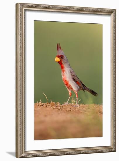 Pyrrhuloxia (Cardinalis Sinuatus) Male Perched-Larry Ditto-Framed Photographic Print