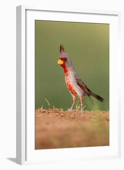 Pyrrhuloxia (Cardinalis Sinuatus) Male Perched-Larry Ditto-Framed Photographic Print