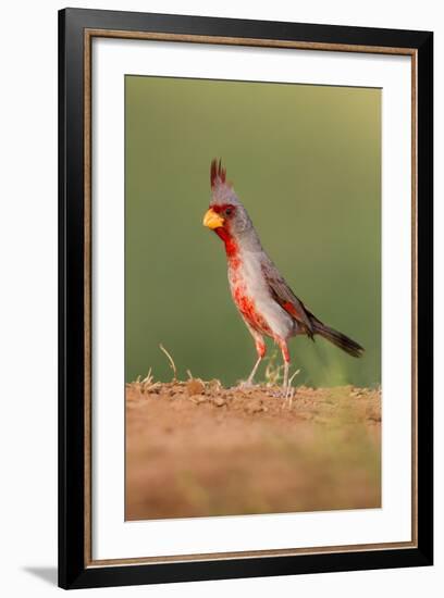 Pyrrhuloxia (Cardinalis Sinuatus) Male Perched-Larry Ditto-Framed Photographic Print