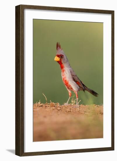 Pyrrhuloxia (Cardinalis Sinuatus) Male Perched-Larry Ditto-Framed Photographic Print