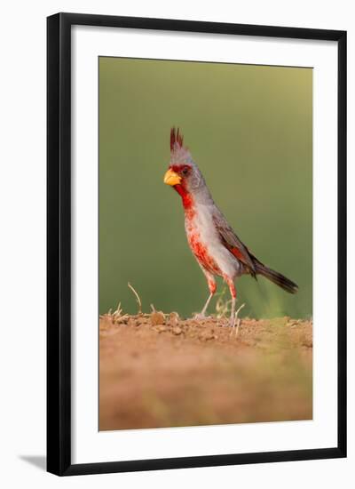 Pyrrhuloxia (Cardinalis Sinuatus) Male Perched-Larry Ditto-Framed Photographic Print