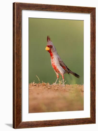 Pyrrhuloxia (Cardinalis Sinuatus) Male Perched-Larry Ditto-Framed Photographic Print