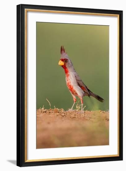 Pyrrhuloxia (Cardinalis Sinuatus) Male Perched-Larry Ditto-Framed Photographic Print