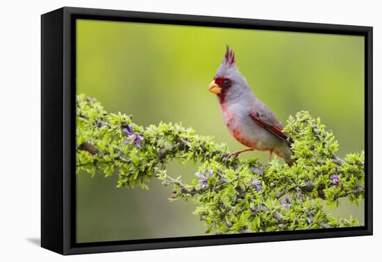 Pyrrhuloxia (Cardinalis sinuatus) male perched-Larry Ditto-Framed Premier Image Canvas