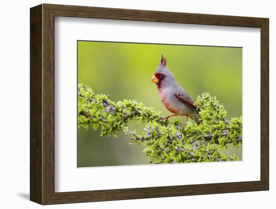 Pyrrhuloxia (Cardinalis sinuatus) male perched-Larry Ditto-Framed Photographic Print