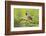 Pyrrhuloxia (Cardinalis sinuatus) male perched-Larry Ditto-Framed Photographic Print