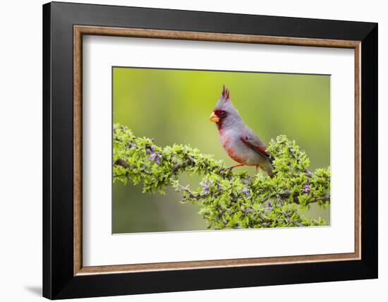 Pyrrhuloxia (Cardinalis sinuatus) male perched-Larry Ditto-Framed Photographic Print