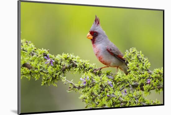 Pyrrhuloxia (Cardinalis sinuatus) male perched-Larry Ditto-Mounted Photographic Print