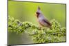 Pyrrhuloxia (Cardinalis sinuatus) male perched-Larry Ditto-Mounted Photographic Print