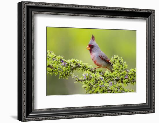 Pyrrhuloxia (Cardinalis sinuatus) male perched-Larry Ditto-Framed Photographic Print