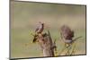 Pyrrhuloxia, Cardinalis sinuatus, pair feeding-Larry Ditto-Mounted Photographic Print