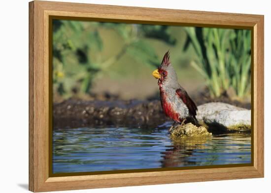 Pyrrhuloxia Male at Water, Starr, Tx-Richard and Susan Day-Framed Premier Image Canvas