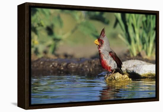 Pyrrhuloxia Male at Water, Starr, Tx-Richard and Susan Day-Framed Premier Image Canvas