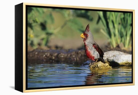 Pyrrhuloxia Male at Water, Starr, Tx-Richard and Susan Day-Framed Premier Image Canvas