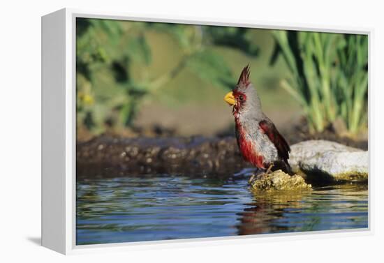 Pyrrhuloxia Male at Water, Starr, Tx-Richard and Susan Day-Framed Premier Image Canvas