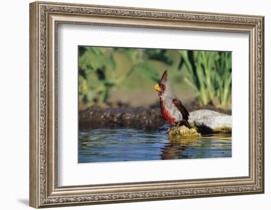 Pyrrhuloxia Male at Water, Starr, Tx-Richard and Susan Day-Framed Photographic Print