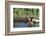 Pyrrhuloxia Male at Water, Starr, Tx-Richard and Susan Day-Framed Photographic Print