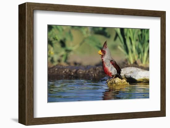 Pyrrhuloxia Male at Water, Starr, Tx-Richard and Susan Day-Framed Photographic Print