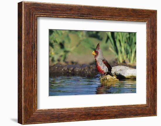 Pyrrhuloxia Male at Water, Starr, Tx-Richard and Susan Day-Framed Photographic Print