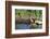 Pyrrhuloxia Male at Water, Starr, Tx-Richard and Susan Day-Framed Photographic Print