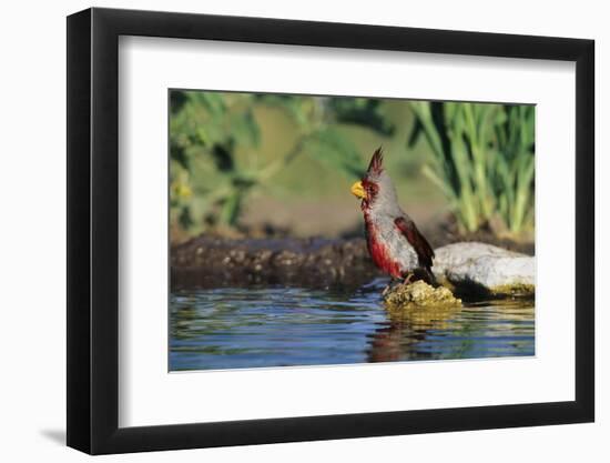 Pyrrhuloxia Male at Water, Starr, Tx-Richard and Susan Day-Framed Photographic Print