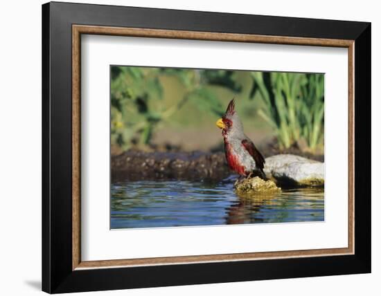 Pyrrhuloxia Male at Water, Starr, Tx-Richard and Susan Day-Framed Photographic Print