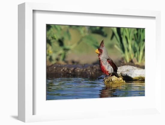 Pyrrhuloxia Male at Water, Starr, Tx-Richard and Susan Day-Framed Photographic Print