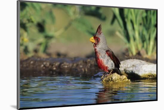 Pyrrhuloxia Male at Water, Starr, Tx-Richard and Susan Day-Mounted Photographic Print