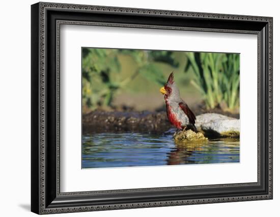 Pyrrhuloxia Male at Water, Starr, Tx-Richard and Susan Day-Framed Photographic Print