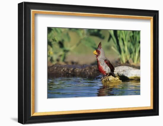 Pyrrhuloxia Male at Water, Starr, Tx-Richard and Susan Day-Framed Photographic Print