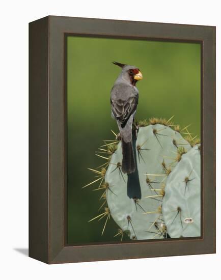 Pyrrhuloxia on Texas Prickly Pear Cactus, Rio Grande Valley, Texas, USA-Rolf Nussbaumer-Framed Premier Image Canvas