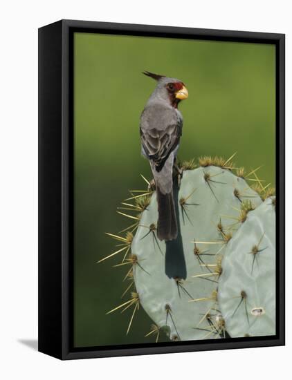 Pyrrhuloxia on Texas Prickly Pear Cactus, Rio Grande Valley, Texas, USA-Rolf Nussbaumer-Framed Premier Image Canvas